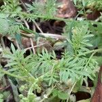 Lepidium didymum 葉