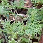 Lepidium didymum Leaf