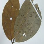 Aniba parviflora Лист