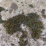 Campylopus introflexusपत्ता