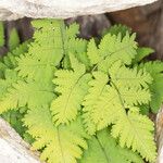 Gymnocarpium dryopteris Habitus