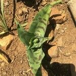 Ledebouria revoluta Цвят