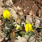 Ononis striata Flower