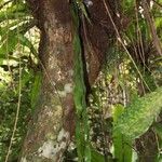 Ophioglossum pendulum Hábito