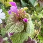 Lamium purpureumFloro