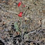 Fritillaria recurva Elinympäristö