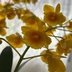 Dendrobium chrysotoxum Flower