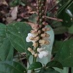 Thomandersia hensii Flower