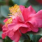 Camellia sasanqua Flower