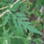 Ambrosia artemisiifolia Blatt