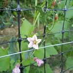 Convolvulus farinosus 葉