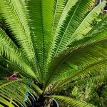 Dioon spinulosum List