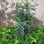 Euphorbia lathyris Hábito