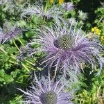 Eryngium alpinumЦветок