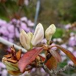Rhododendron siderophyllum Ďalší
