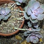 Echeveria gibbiflora 形態