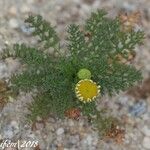 Tripleurospermum maritimum Pokrój