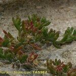Mesembryanthemum nodiflorum Hábito