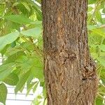 Handroanthus ochraceus Bark