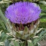 Cynara cardunculusFlower