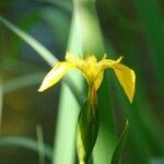 Iris pseudacorus Cvet