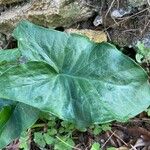 Arum italicumLeht