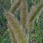 Setaria viridis Blüte