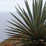 Agave fourcroydes Hábito