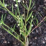 Polygala paniculata Folio