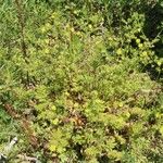 Potentilla supina Blad