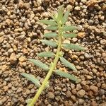 Euphorbia convolvuloides Blatt