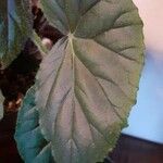 Begonia minor Leaf