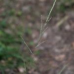 Molinia caeruleaFlower