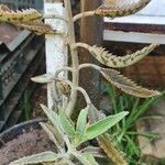 Kalanchoe daigremontiana Leaf