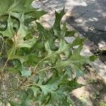 Quercus coccinea Leaf