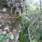 Angraecum obversifolium Habitus