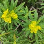 Euphorbia dendroides Flor