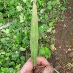 Setaria barbata Folla