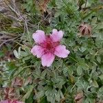 Potentilla nitida Flower