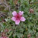 Potentilla nitidaŽiedas