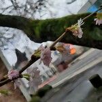 Prunus subhirtella Λουλούδι