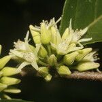 Casearia arguta Flower