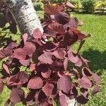 Cotinus coggygriaFolha