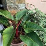 Philodendron melinonii Liść