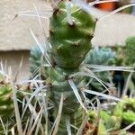 Tephrocactus articulatus Deilen