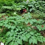 Actaea rubra 整株植物