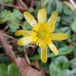 Ranunculus bullatus 花