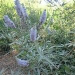 Vitex agnus-castusBlomst