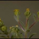 Hemizonella minima Flower