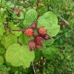 Rubus phoenicolasius Ovoce